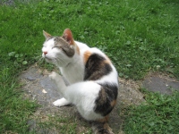 Filename=Sassie_Scratch.jpg
Filesize=773KB
Dimensions=900x675
Date added=Jul 19, 2009 Sassie_Scratch.jpg