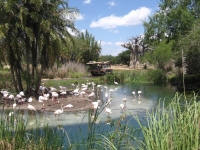 Filename=WDW_AK_Africa_Kilimanjaro_Safaris_PinkFlamingos.jpg
Filesize=588KB
Dimensions=900x675
Date added=May 12, 2009 WDW_AK_Africa_Kilimanjaro_Safaris_PinkFlamingos.jpg