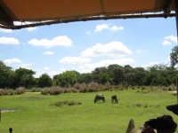 Filename=WDW_AK_Africa_Kilimanjaro_Safaris_unknown_animal.jpg
Filesize=421KB
Dimensions=900x675
Date added=May 12, 2009 WDW_AK_Africa_Kilimanjaro_Safaris_unknown_animal.jpg