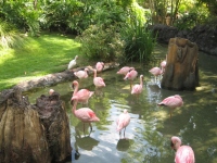 Filename=WDW_AK_Discovery_Island_Trail_Pink_Flamingos.jpg
Filesize=304KB
Dimensions=640x480
Date added=May 11, 2009 WDW_AK_Discovery_Island_Trail_Pink_Flamingos.jpg