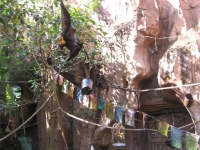 Filename=WDW_AK_Maharaja_Jungle_Trek_Bats.jpg
Filesize=295KB
Dimensions=640x480
Date added=May 11, 2009 WDW_AK_Maharaja_Jungle_Trek_Bats.jpg