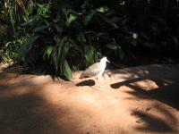Filename=WDW_AK_Maharaja_Jungle_Trek_Bird.jpg
Filesize=231KB
Dimensions=640x480
Date added=May 11, 2009 WDW_AK_Maharaja_Jungle_Trek_Bird.jpg