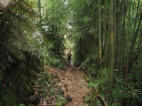 Filename=Waipi_o_Valley_Trail_Dami_and_Bamboo.jpg
Filesize=635KB
Dimensions=900x675
Date added=Feb 19, 2008 Waipi_o_Valley_Trail_Dami_and_Bamboo.jpg