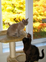 Filename=a_j_fall_room_small.jpg
Filesize=472KB
Dimensions=675x900
Date added=Nov 27, 2008 a_j_fall_room_small.jpg