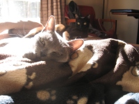 Filename=a_j_life_is_good.jpg
Filesize=475KB
Dimensions=900x675
Date added=Apr 24, 2010 a_j_life_is_good.jpg