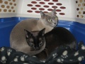 Filename=alaska_and_jasper_at_the_animal_hospital.jpg
Filesize=506KB
Dimensions=900x675
Date added=Oct 19, 2009 alaska_and_jasper_at_the_animal_hospital.jpg