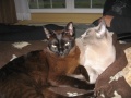 Filename=alaska_and_jasper_in_Fred_nb_best_western.jpg
Filesize=551KB
Dimensions=900x675
Date added=Oct 19, 2009 alaska_and_jasper_in_Fred_nb_best_western.jpg