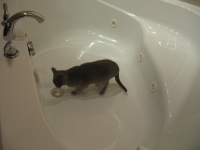 Filename=alaska_jacuzzi_super8.jpg
Filesize=526KB
Dimensions=900x675
Date added=Feb 17, 2010 alaska_jacuzzi_super8.jpg