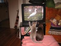 Filename=alaska_jasper_4months_cat_dvd_watching.jpg
Filesize=443KB
Dimensions=900x675
Date added=Aug 04, 2009 alaska_jasper_4months_cat_dvd_watching.jpg