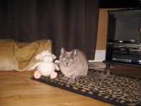 Filename=alaska_sheep_floor.jpg
Filesize=486KB
Dimensions=900x675
Date added=May 03, 2010 alaska_sheep_floor.jpg