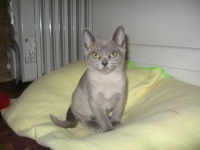 Filename=alaska_sitting_pretty_3_months.jpg
Filesize=383KB
Dimensions=900x675
Date added=Nov 27, 2008 alaska_sitting_pretty_3_months.jpg