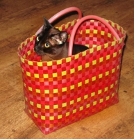 Filename=american-burmese-cat-basket.jpg
Filesize=688KB
Dimensions=1000x1035
Date added=Jul 07, 2010 american-burmese-cat-basket.jpg