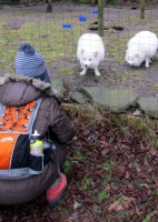 Filename=arctic_fox_feeding_zoo.jpg
Filesize=425KB
Dimensions=1000x1408
Date added=Jan 21, 2012 arctic_fox_feeding_zoo.jpg