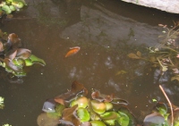 Filename=baby_goldfish_eating_worm.jpg
Filesize=472KB
Dimensions=965x685
Date added=Nov 08, 2010 baby_goldfish_eating_worm.jpg