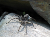 Filename=bearded-spider.jpg
Filesize=679KB
Dimensions=1299x958
Date added=Jul 08, 2010 bearded-spider.jpg