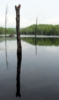 Filename=beaver-reflecting-pond-orford.jpg
Filesize=186KB
Dimensions=1000x1708
Date added=Jun 04, 2011 beaver-reflecting-pond-orford.jpg