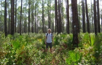 Filename=big-gum-swamp-trail-florida.jpg
Filesize=276KB
Dimensions=920x592
Date added=Feb 17, 2008 big-gum-swamp-trail-florida.jpg