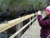 Filename=black-vultures-florida.jpg
Filesize=221KB
Dimensions=900x675
Date added=Mar 09, 2008 black-vultures-florida.jpg