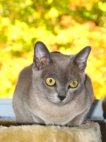 Filename=blue-burmese-kitten-yellow-eyess.jpg
Filesize=70KB
Dimensions=675x900
Date added=Dec 09, 2008 blue-burmese-kitten-yellow-eyess.jpg
