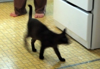 Filename=brown-cat-stove-vinyl~1.jpg
Filesize=51KB
Dimensions=900x628
Date added=Nov 25, 2008 brown-cat-stove-vinyl~1.jpg
