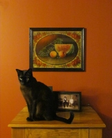 Filename=burmese-cat-with-peaches2.jpg
Filesize=564KB
Dimensions=900x1105
Date added=Jul 14, 2013 burmese-cat-with-peaches2.jpg