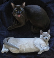 Filename=burmese-cats-blue-sable-burmese-cats.jpg
Filesize=74KB
Dimensions=950x1020
Date added=Apr 26, 2010 burmese-cats-blue-sable-burmese-cats.jpg