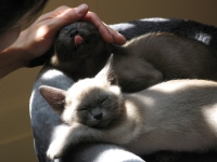 Filename=burmese-kittens-petting-japser-while-alaska-sleeps.jpg
Filesize=108KB
Dimensions=900x675
Date added=May 11, 2009 burmese-kittens-petting-japser-while-alaska-sleeps.jpg