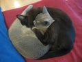 Filename=burmese_yinyang_sleep.jpg
Filesize=493KB
Dimensions=900x675
Date added=Oct 19, 2009 burmese_yinyang_sleep.jpg