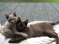Filename=burmses-kittens-alaska-jasper-in-window.jpg
Filesize=90KB
Dimensions=900x675
Date added=Nov 25, 2008 burmses-kittens-alaska-jasper-in-window.jpg