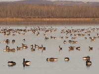 Filename=canada-geese-lac-boivin.jpg
Filesize=234KB
Dimensions=1752x1314
Date added=Nov 12, 2010 canada-geese-lac-boivin.jpg