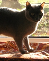 Filename=cat-in-window-alaska-jasmine-burmese-cat.jpg
Filesize=174KB
Dimensions=730x906
Date added=Apr 23, 2011 cat-in-window-alaska-jasmine-burmese-cat.jpg