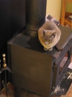 Filename=cat-on-a-hot-tin-stove.jpg
Filesize=46KB
Dimensions=800x1067
Date added=May 21, 2010 cat-on-a-hot-tin-stove.jpg