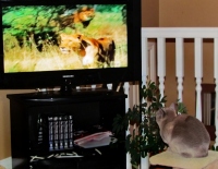 Filename=cat-watching-tvs.jpg
Filesize=179KB
Dimensions=1129x880
Date added=Oct 11, 2011 cat-watching-tvs.jpg