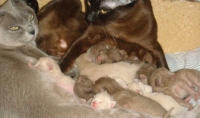 Filename=cayenne_sally_burmese-mamas.jpg
Filesize=353KB
Dimensions=900x534
Date added=Nov 25, 2008 cayenne_sally_burmese-mamas.jpg