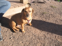Filename=centennial_park_cute_dog.jpg
Filesize=935KB
Dimensions=965x724
Date added=Oct 25, 2010 centennial_park_cute_dog.jpg