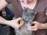 Filename=clipping-cat-nails-burmese-cat-nail-manicure.jpg
Filesize=58KB
Dimensions=900x675
Date added=May 11, 2009 clipping-cat-nails-burmese-cat-nail-manicure.jpg