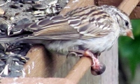 Filename=clubfoot-avaion-pox-song-sparrow-injured-claw.jpg
Filesize=903KB
Dimensions=2048x1249
Date added=Jul 14, 2013 clubfoot-avaion-pox-song-sparrow-injured-claw.jpg