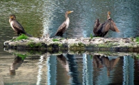 Filename=cormorant-birds-edmunston.jpg
Filesize=879KB
Dimensions=1400x858
Date added=Jul 14, 2013 cormorant-birds-edmunston.jpg