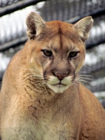 Filename=cougar_nova-scotia_canada_two_rivers_wildlife_park.jpg
Filesize=336KB
Dimensions=1000x1333
Date added=Jan 21, 2012 cougar_nova-scotia_canada_two_rivers_wildlife_park.jpg