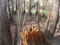Filename=cypress-knees-wetland-manatee-springs.jpg
Filesize=251KB
Dimensions=900x675
Date added=Feb 17, 2008 cypress-knees-wetland-manatee-springs.jpg