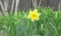 Filename=daffodil.jpg
Filesize=468KB
Dimensions=900x537
Date added=May 03, 2010 daffodil.jpg