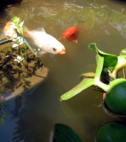 Filename=dirty-goldfish-pond.jpg
Filesize=146KB
Dimensions=800x903
Date added=Sep 24, 2011 dirty-goldfish-pond.jpg