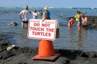Filename=do-not-touch-the-turtles.jpg
Filesize=149KB
Dimensions=900x600
Date added=Feb 24, 2008 do-not-touch-the-turtles.jpg