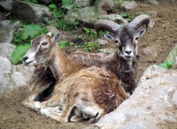 Filename=doe-buck.jpg
Filesize=969KB
Dimensions=1400x1024
Date added=Jul 14, 2013 doe-buck.jpg
