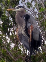 Filename=everglades-heron-florida.jpg
Filesize=112KB
Dimensions=506x675
Date added=Mar 02, 2008 everglades-heron-florida.jpg