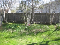 Filename=flowerbed1_before_cleanup.jpg
Filesize=898KB
Dimensions=900x675
Date added=May 05, 2010 flowerbed1_before_cleanup.jpg