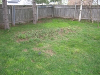 Filename=flowerbed2_after_cleanup.jpg
Filesize=763KB
Dimensions=900x675
Date added=May 05, 2010 flowerbed2_after_cleanup.jpg