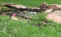 Filename=frog_and_flower.jpg
Filesize=735KB
Dimensions=900x558
Date added=Jun 21, 2010 frog_and_flower.jpg