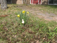 Filename=front_daffodils.jpg
Filesize=915KB
Dimensions=900x675
Date added=Apr 25, 2010 front_daffodils.jpg