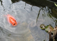 Filename=goldfish-frog.jpg
Filesize=59KB
Dimensions=899x657
Date added=May 03, 2010 goldfish-frog.jpg